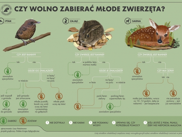 Nadleśnictwo Sława Śląska przypomina jak postępować ze znalezionymi w lesie małymi zwierzętami